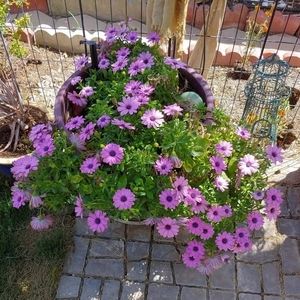 Meet your Posher, Shelley